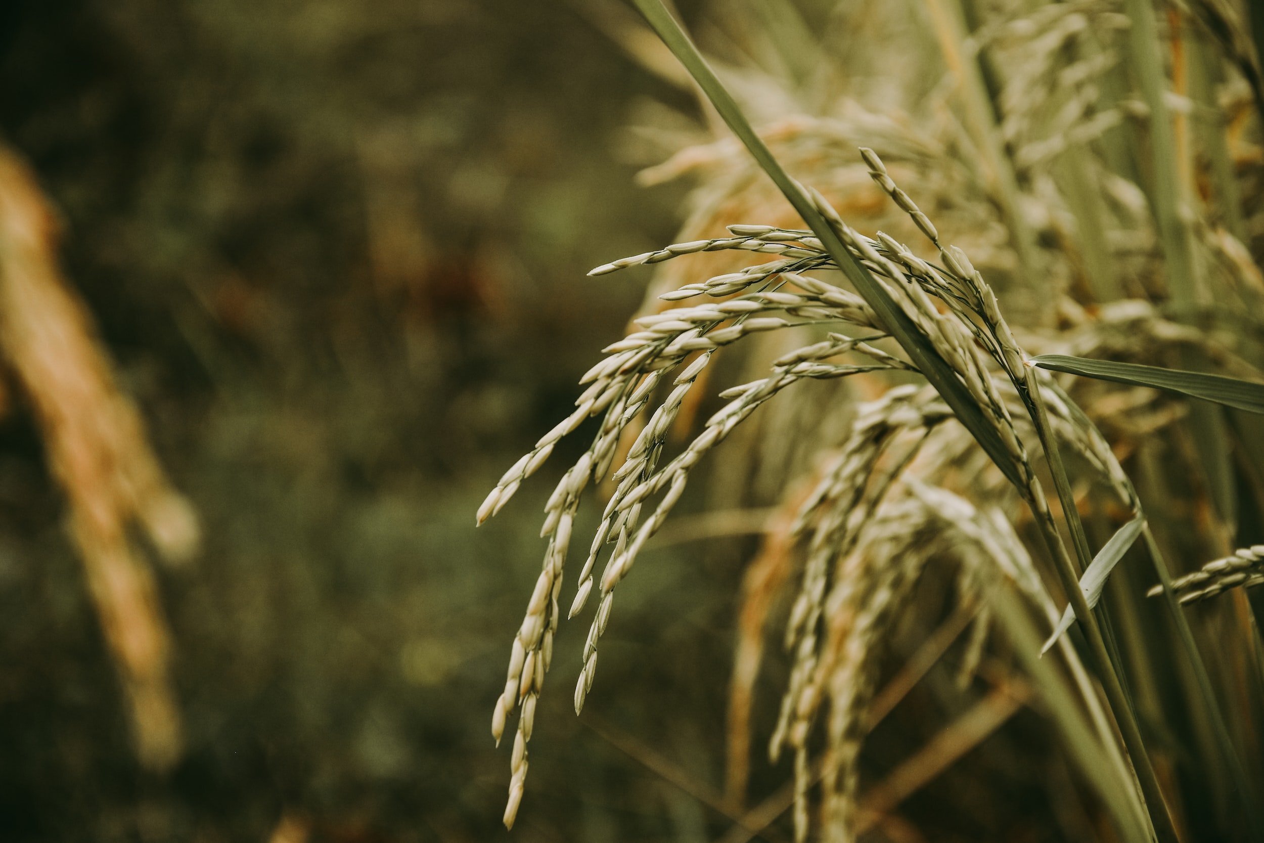 Close-up of rice plants with ripe grains, set against a blurred background.