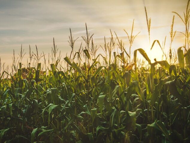 A beautiful cornfield at sunset, showcasing the vibrant growth and serene countryside landscape.